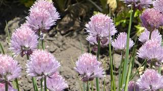 Chives  Allium schoenoprasum  Graslaukur  Sniðlaukar  Kryddlaukar  Matjurtir [upl. by Sibby]