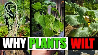 Why Plants Wilt And Can They Be Saved  Garden Quickie Episode 77 [upl. by Sorkin]