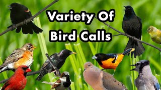 Common Backyard Songbirds  Bird Calls of Ontario  Bird Calls Songs and Sounds and Chirps [upl. by Zaneta224]