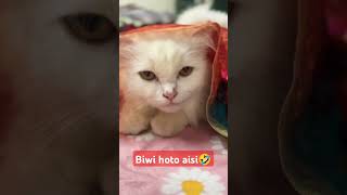 catvideos subscribemychannel [upl. by Lletniuq]