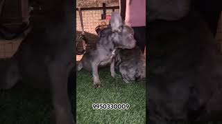 Brindle French Bulldog l Sale In India l shortfeed shorts trending dogbreed trendingshorts [upl. by Yolanda]