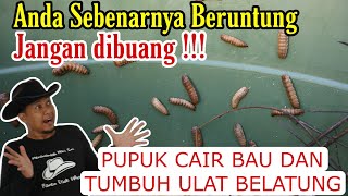 PUPUK CAIR ADA ULAT BELATUNG JUSTRU UNTUNG [upl. by Josie]