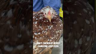 Fancy chicken at world Gamefowl expo 2024 [upl. by Surtemed591]