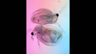 Motic  Cladocerans under microscope  Part 1  BA310 [upl. by Anal713]