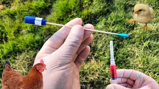 Poultry Samples  Phlebotomy  Chicken Tracheal and Cloacal Swab Samples  Dr ARSHAD [upl. by Sondra]