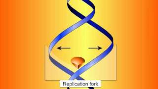 Fluoroquinolones Mechanisms of Action and Resistance [upl. by Scutt]