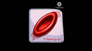 Poikilocytosis 🩸🩸haematology biology ytshortsvideo viralshorts shortvideo trendingshorts [upl. by Nordin238]