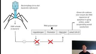 Eiwitsynthese 2 operon repressor promotor genexpressie prokaryoten [upl. by Anitsrihc]