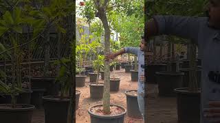 Erythrina cristagalli garden keralaflowers kerala plants kochi gardening malayalam viral [upl. by Htiffirg]