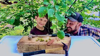 Hazelnut grows wild in Tennessee [upl. by Rustin]