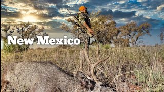 🔥CAZA de VENADO mula🦌2020 New Mexico Mule Deer Hunt [upl. by Edgard972]