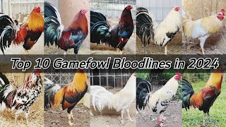 Here We Go The Top 10 Gamefowl Bloodlines in 2024 [upl. by Jinny]