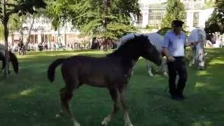 Lipizzaner Fohlen 2016 im Burggarten [upl. by Nivar]