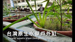 台灣原生水草戶外缸 Taiwan aquatic plant Indigenous species [upl. by Boykins]