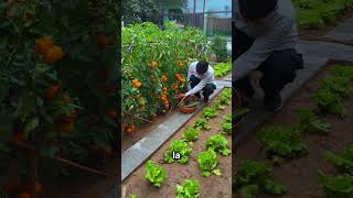 Es admirable cómo estas hombre cultiva verduras en su casa shorts [upl. by Airaet366]