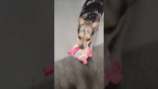 Freias playtime with her interactive toy fun happy dog [upl. by Namie]