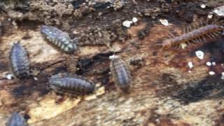 Woodlice at work [upl. by Siloa578]