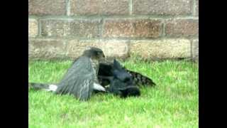 Hawk fighting with a Crow [upl. by Viva343]