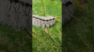 Poisonous White Hickory Tussock Moth Catipellier popular chainsaw cuttingtrees skills chopping [upl. by Ileyan]