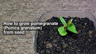 HOW TO GROW POMEGRANATE Punica granatum FROM SEED [upl. by Nnyltiac895]