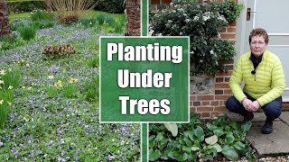 What Should You Plant Under Trees amp Shrubs [upl. by Mohandis]