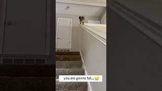 How do I get down the stairs quicklycat funny funnyvideo usa [upl. by Hayne]