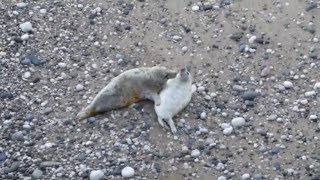 2024 Pupping Season  5 15 amp 18 day old seal pups  22nd October [upl. by Cissie]