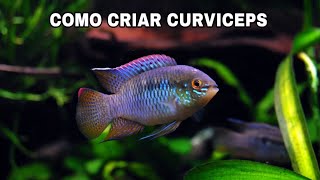 COMO CRIAR LAETACARA CURVICEPS [upl. by Imehon]