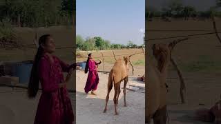 Isko dance karne ke liye bola tha ye pata nahi kya kar raha hai😂 shorts marwadi rajasthaniculture [upl. by Sosthena]