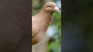 PIGEON FARTS pigeon funny funnyvideo funnyshorts viral song asmr forestsounds special [upl. by Kassey]