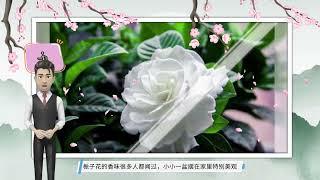 5种“香水花”，一盆比一盆香，香味像法国香水，多养几盆香满屋 [upl. by Assirual619]