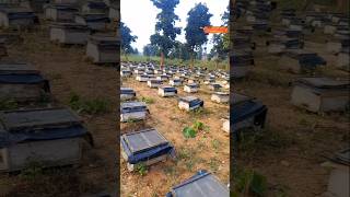 Lifestyle of Beekeeper honey bee plus honey bee keeper lifestyle honeybee beekeeper shortvideo [upl. by Nakada]