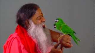 Parrots interact with Sri Swamiji at Shukavana Parrot Park [upl. by Animsay887]