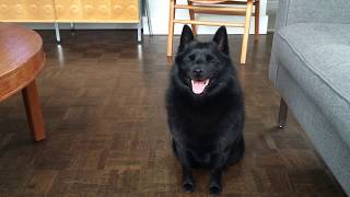 Schipperke Communication [upl. by Sileas]