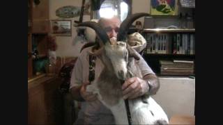 The Goat Bagpipes with huge horns  gaida gajda гајда гайда Pajdusko oro [upl. by Shriver]