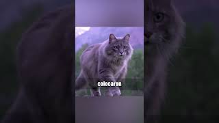 🔴 Gatos Acústicos 🐈🎙 quees curiosidades nosabias sabias [upl. by Otinauj967]