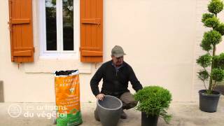 Quels conifères nains planter dans une rocaille comment planter un conifère en bac en pot [upl. by Rovelli]