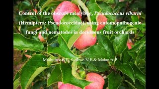 Control of the mealybug using entomopathogenic fungi in deciduous fruit orchards N Stokwe [upl. by Nireves]