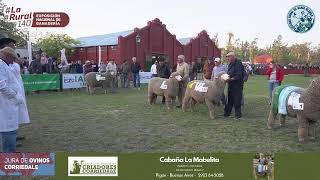 Jura Corriedale  Transmisión en vivo de Sociedad Rural Bahía Blanca 2024 [upl. by Yknip]