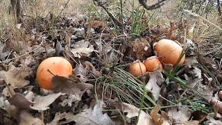 Amanita cesarea 💥 boletus 💥 seta de cardo 2024 [upl. by Gilud]