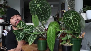 My Anthurium Collection  How To Care For Anthuriums  Rare Houseplants [upl. by Rowley]