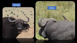 The Cape Buffalo  informative video [upl. by Asiralc]