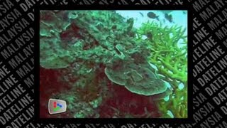 Disappearing Underwater Tropical Rainforest [upl. by Carilla]