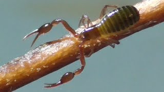 Observations at the Pseudoscorpions Beobachtungen bei den Pseudoskorpionen Dohr Eifel Germany [upl. by Chrysler354]