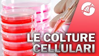 Le Colture Cellulari 🧫 🔬 [upl. by Jacynth]