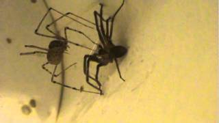 Spitting Spider ScytodeNatural Brown Recluse Spider Trap [upl. by Nahtnaoj]