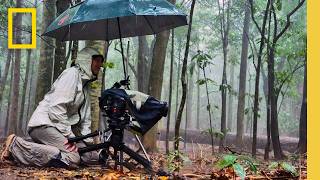 New Technologies Making Wildlife Cinematography More Accessible  National Geographic [upl. by Perice]