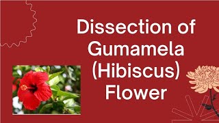 Dissection of Gumamela  Hibiscus Flower  Reproductive Parts of Flower  Science [upl. by Otrebire]