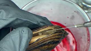 Glochidia extraction from a freshwater mussel [upl. by Azilef]