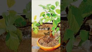 Ficus racemosa  Ficus glomerata tree bonsai repotting জগডুমুর যজ্ঞডুমুর bonsai [upl. by Treulich]